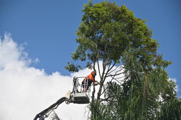 Best Emergency Tree Removal  in Madeira, OH